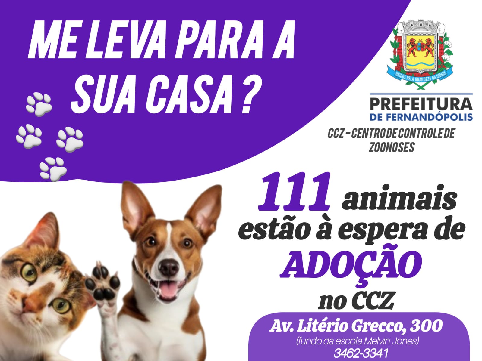 111 animais estão à espera de adoção no CCZ