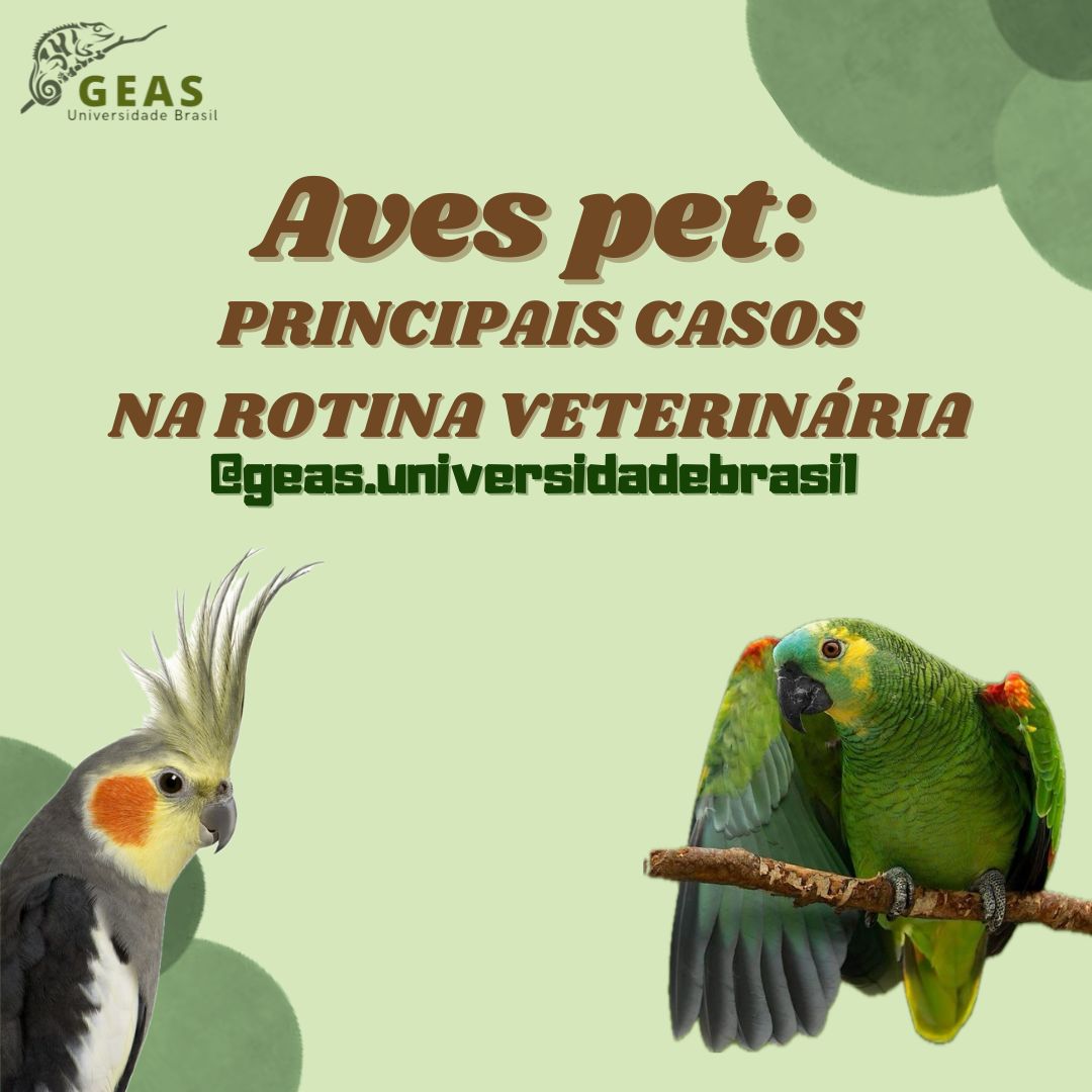 Aves pet e os principais casos na rotina veterinaria