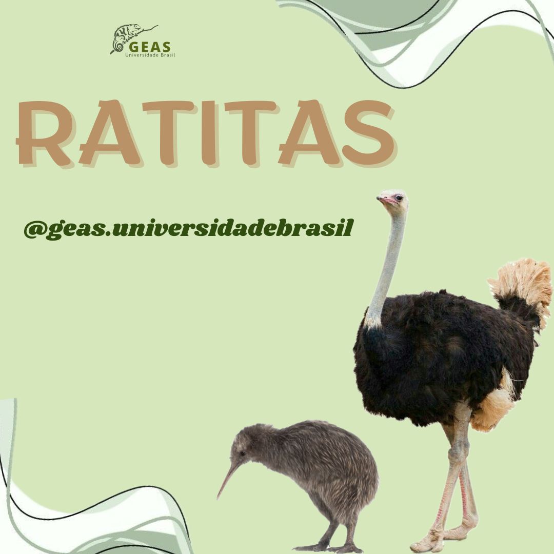 Aves Ratitas