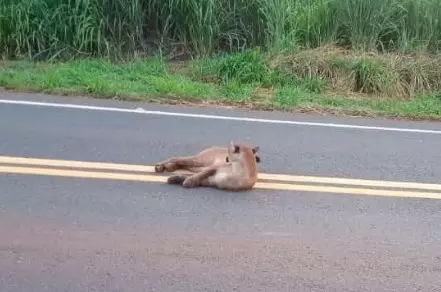 Onça-parda é vista em rodovia próxima a Brasitânia; motoristas auxiliam na sinalização