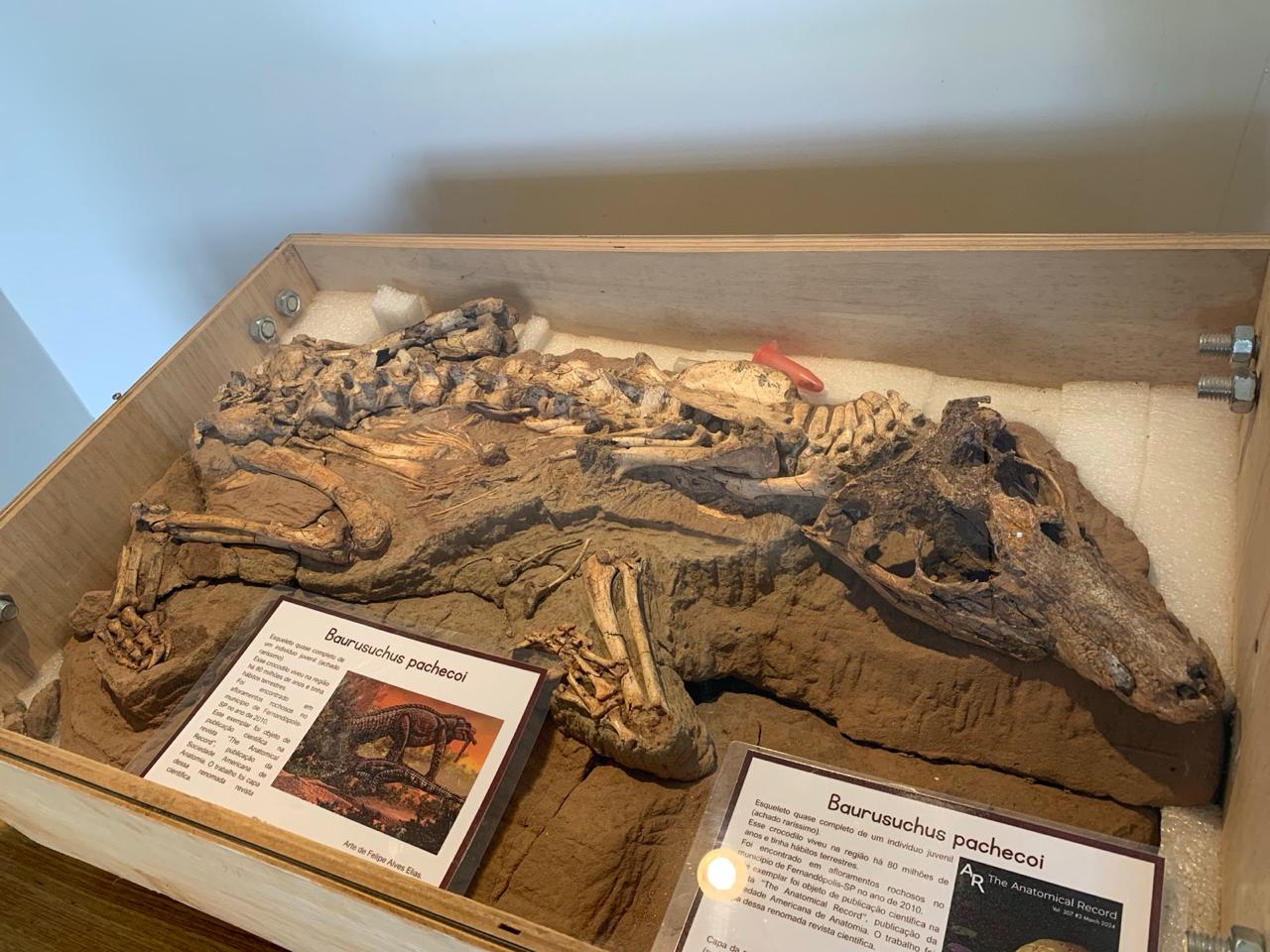Museu de Paleontologia completa mais um mês com grande visitação