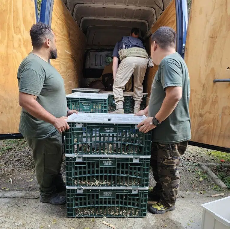 Governo de SP repatria 58 tartarugas-tigre ao Sul do país e alerta para os riscos do tráfico de animais