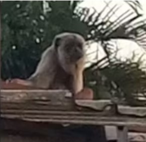 Macaca bugio é resgatada do telhado de residência na região