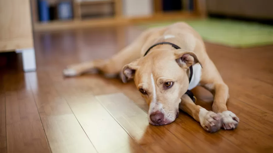 Bem-estar animal: 5 atitudes que machucam seu cão sem você perceber