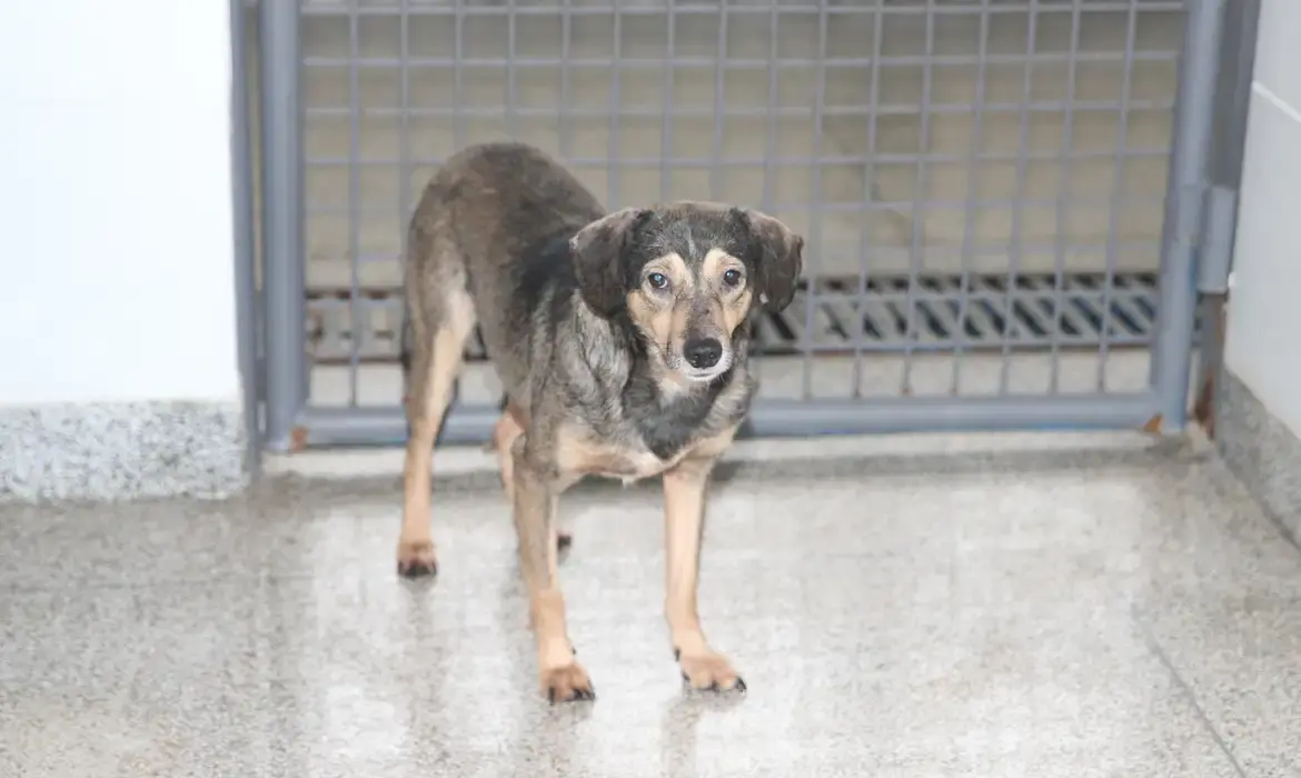 Saiba como os pets podem melhorar a saúde de idosos