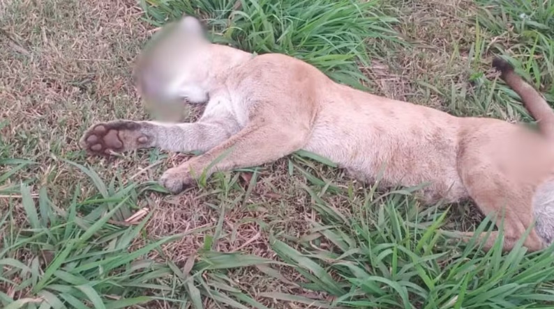 Onça-parda morre atropelada em rodovia entre Cardoso e Votuporanga