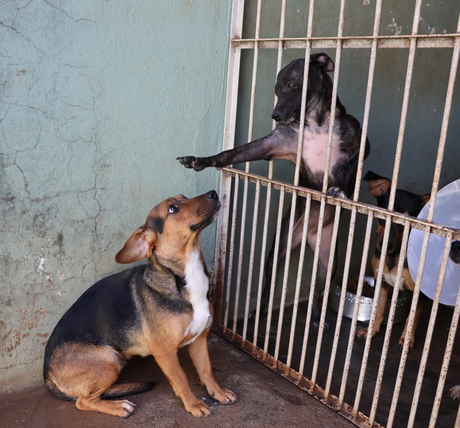 Controle de Zoonoses tem cães e gatos disponíveis para adoção