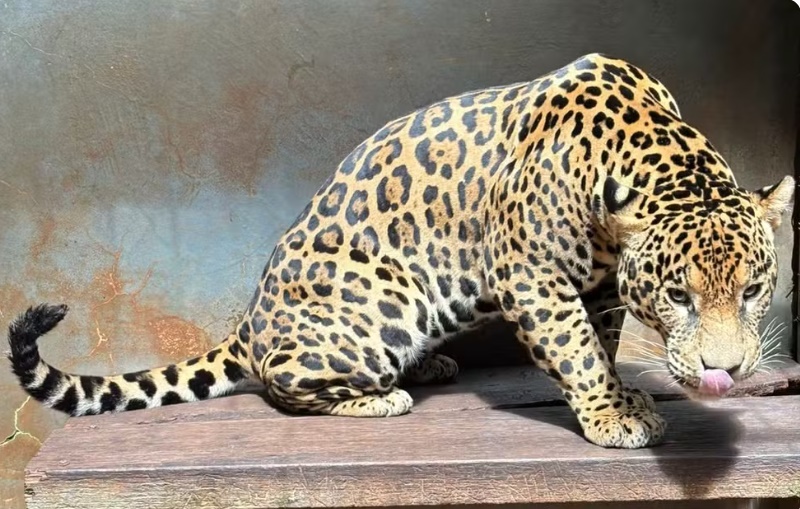 Estagiária do Zoobotânico de Rio Preto é mordida por onça-pintada resgatada de cativeiro