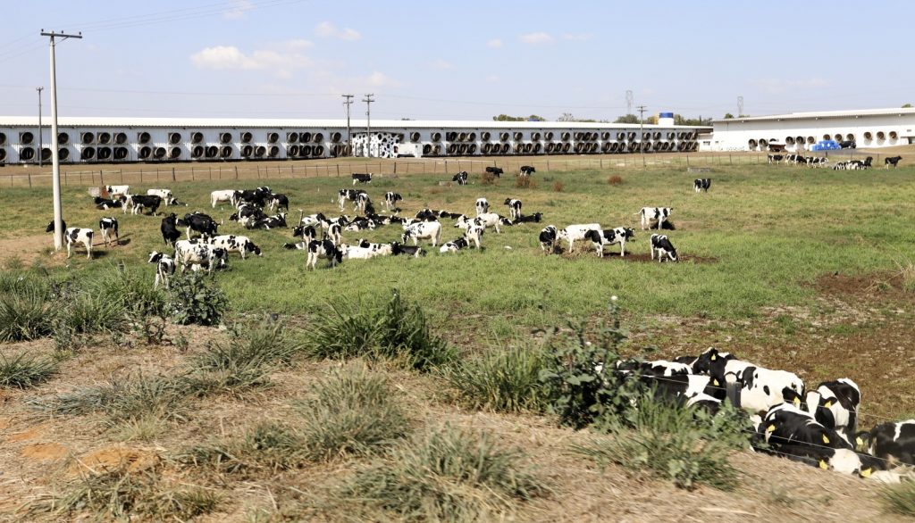 Fazenda no interior de SP lidera ranking dos maiores produtores de leite do país