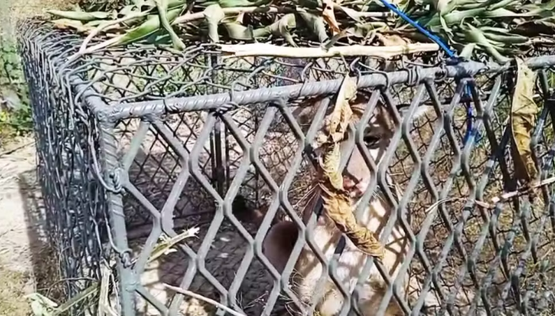 Após galinhas sumirem de sítio, morador faz armadilha e captura onça