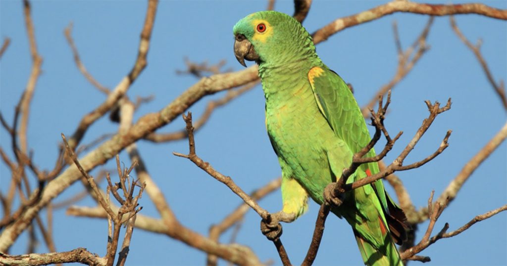 SP coloca mais de 800 espécies de aves em novo catálogo; confira