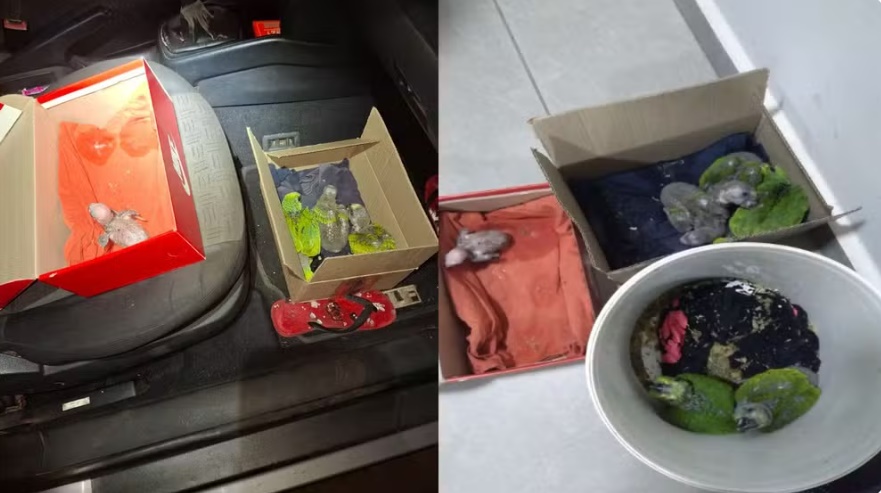 Homem é multado em R$ 4,5 mil por comercializar filhotes de papagaio