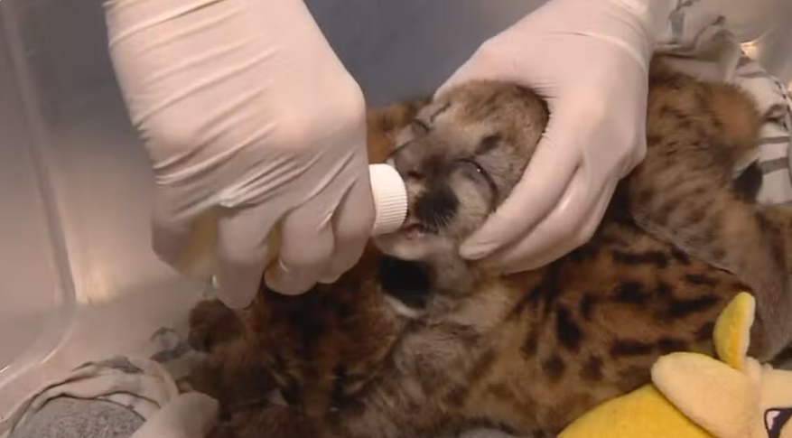 Filhotes de onça-parda resgatados em colheita de cana passam por reabilitação em Rio Preto
