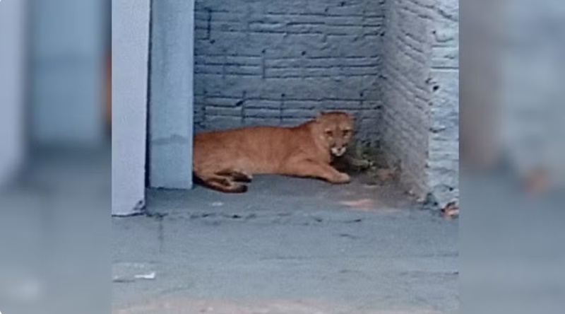 Onça-parda é flagrada andando solta e assusta moradores em Cedral