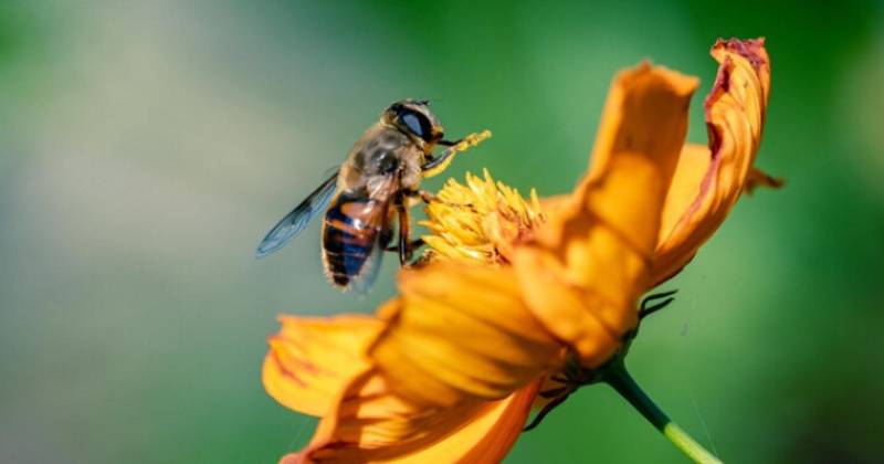 Grupo cria mel ‘sabor chocolate’ usando casca da amêndoa do cacau