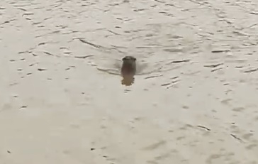 Lontra é flagrada na represa em Fernandópolis; veja vídeo