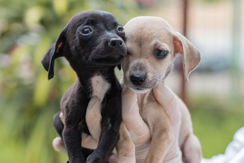 Valorização da causa animal: Prefeitura de Votuporanga regulamenta cadastro para protetores independentes