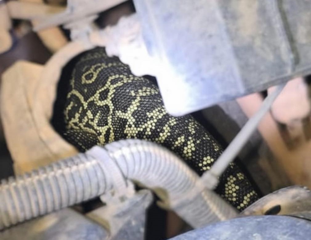 Defesa Civil de Cardoso resgata lagarto teiú escondido em motor de carro