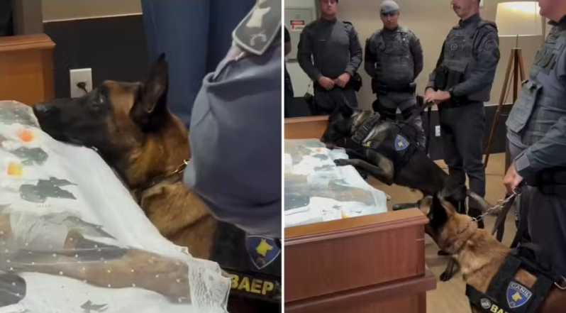 Rio Preto se despede de K9 Iron: cão policial do BAEP é homenageado por agentes