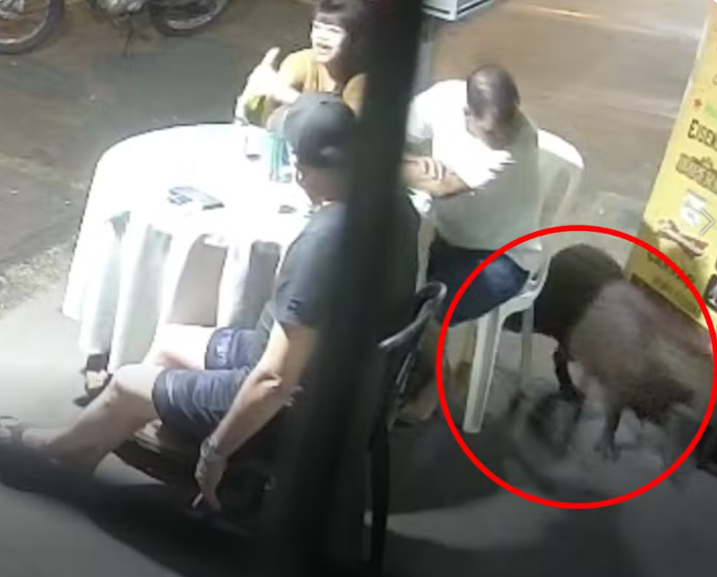 Capivara invade “saideira” de amigos em bar de Rio Preto e assusta clientes