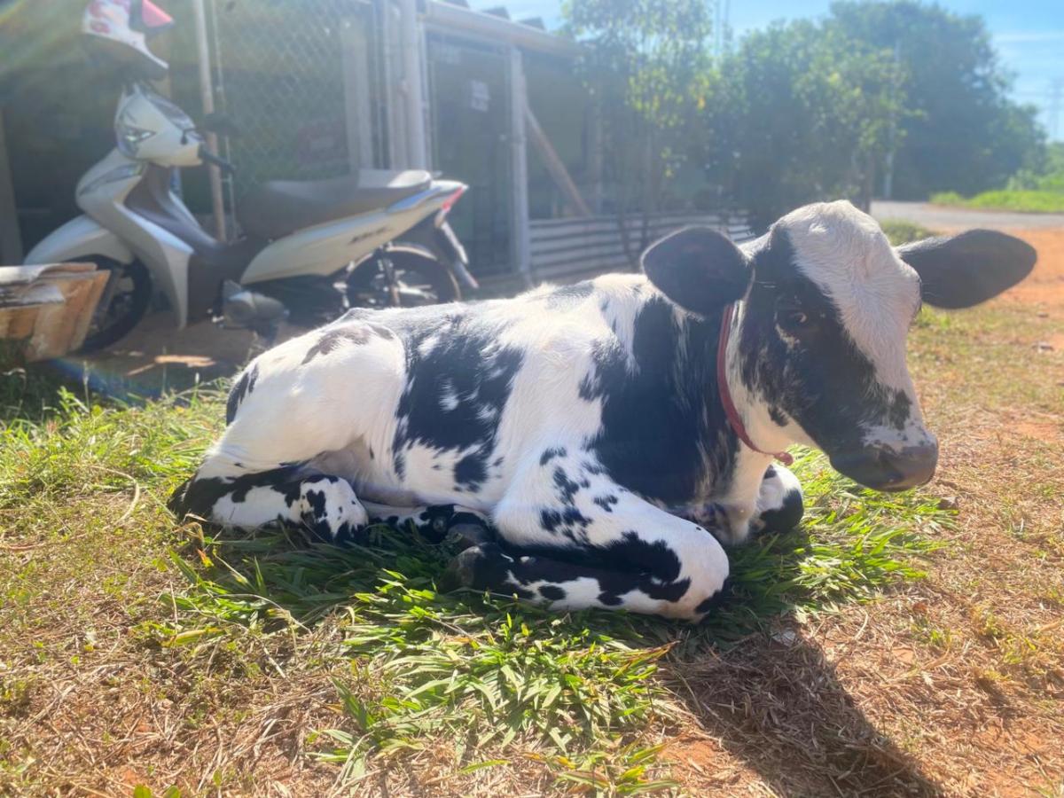 Bezerro “Ferdinando” terá mega festa de aniversário com cavalgada e bingo beneficente em Jales