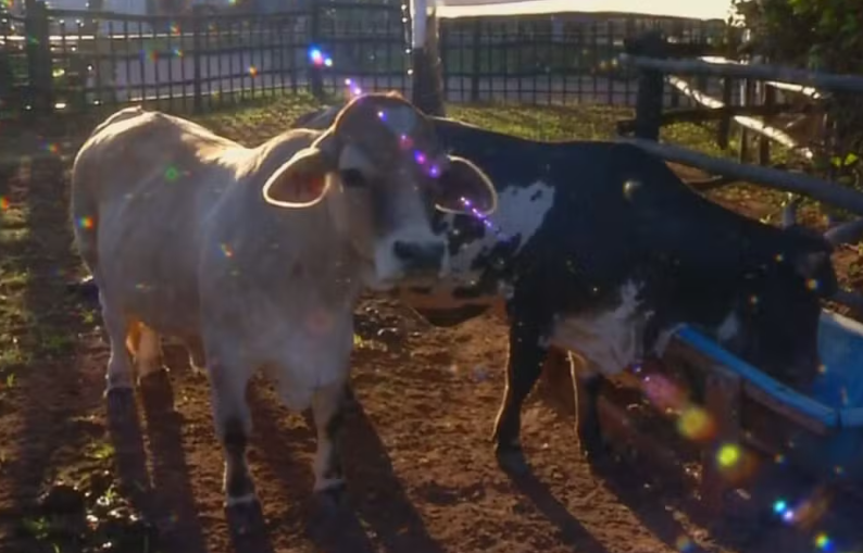 Presépio com 30 animais vivos vira atração no Natal em Uchoa