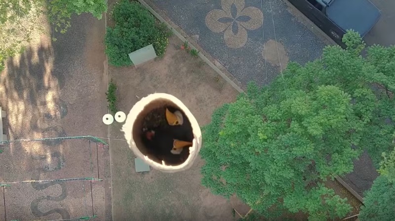 Filhote de tucano resgatado de queda em coqueiro recebe “bico” improvisado de papelão em Novo Horizonte