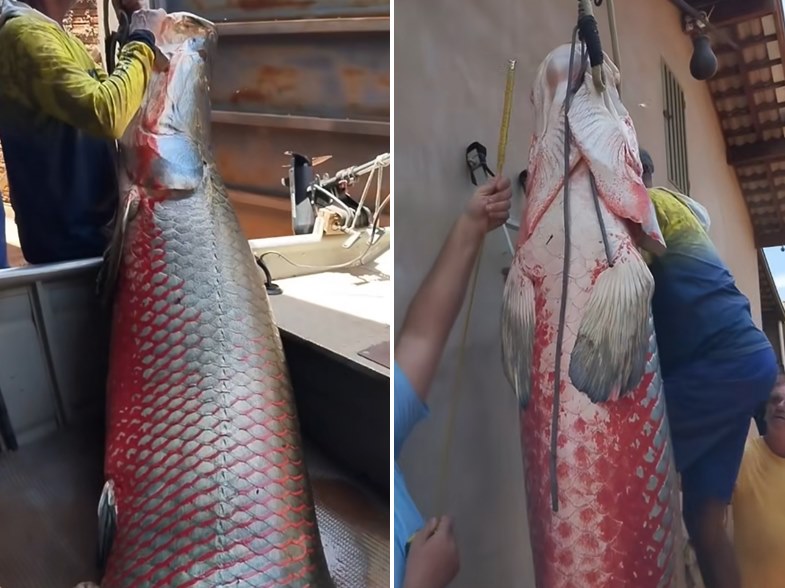 Pescador de Cardoso captura o maior Pirarucu já registrado na cidade: um “monstro” de 165 quilos
