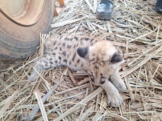 Polícia Ambiental resgata filhote de onça-parda aparentemente doente em canavial de Cardoso
