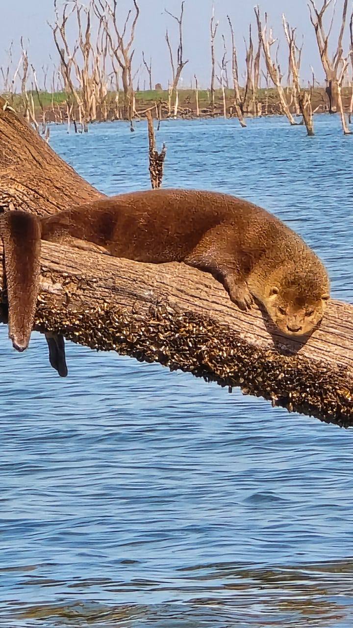 Pescadores registram lontra descansando em tronco no Rio Grande em Cardoso