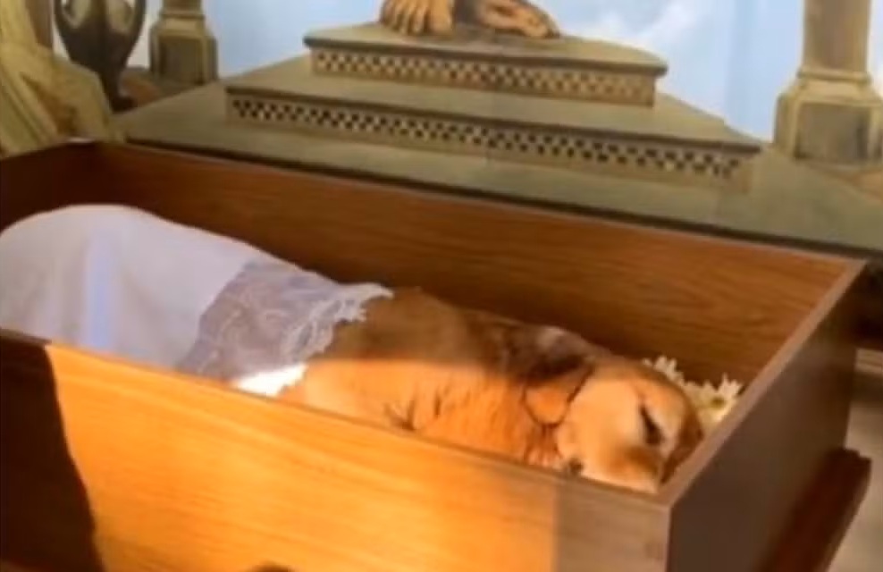 Alesp aprova lei que permite enterro de pets em jazigos familiares