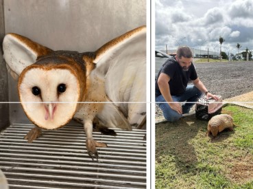 Universidade Brasil reabilita e devolve animais silvestres à natureza com projeto que une preservação e ciência