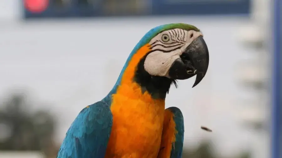 Santa Fé do Sul ganha novo destaque nacional como “cidade das araras”. Publicação do Jornalista Rone Carvalho para o site do UOL