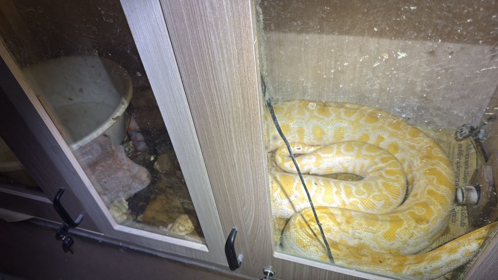 Polícia resgata 230 animais silvestres mantidos em cativeiro