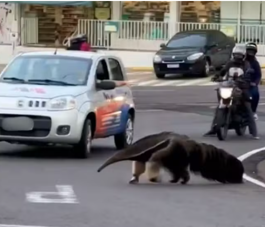 Motoristas param o trânsito para travessia segura de tamanduá em Rio Preto