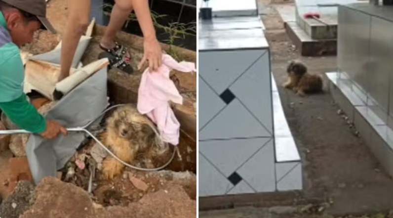 Lealdade sem limites: cadela que esperou tutor morto por 10 meses em cemitério ganha novo lar