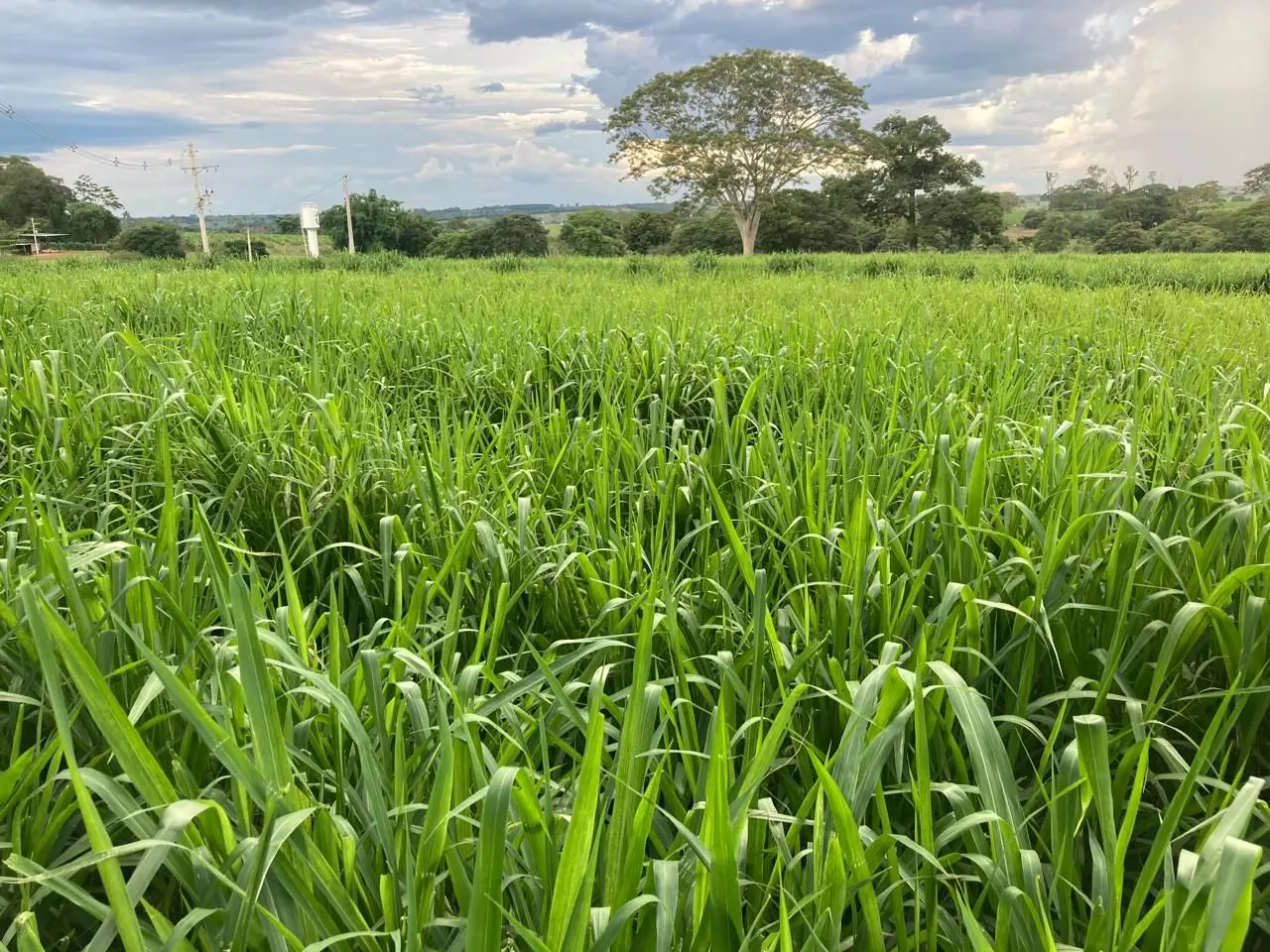 Dia 11 de fevereiro acontecerá o 1° Encontro Coletivo sobre manejo eficiente de pastagens