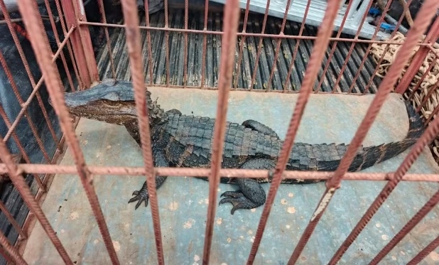 Jacaré é é resgatado em área urbana de Mira Estrela