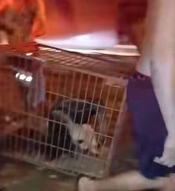 Tamanduá “gigante” mobiliza moradores e Corpo de Bombeiros em praça de Fernandópolis