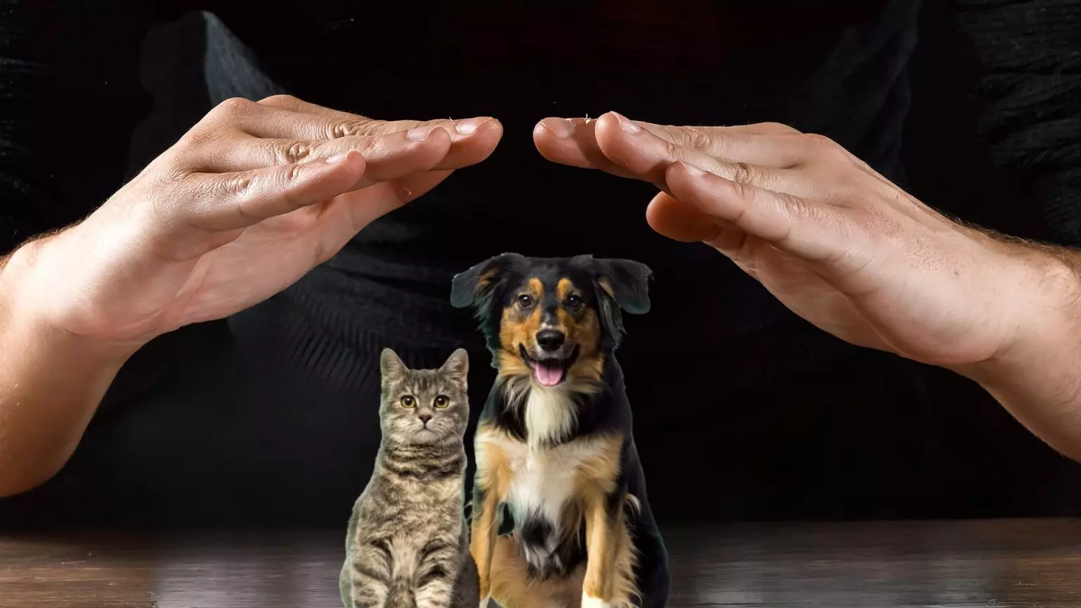 Aprovada criação de Conselho e Fundo Municipal de Proteção Animal em Fernandópolis