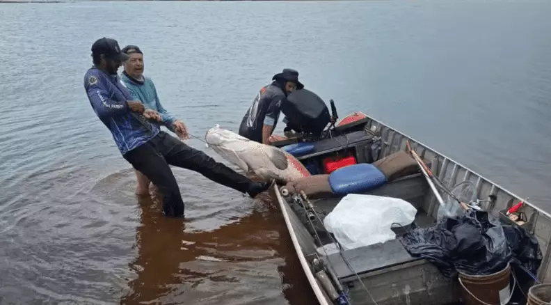Pescadores capturam pirarucu de quase 100 quilos no Rio Marinheiro em Cardoso