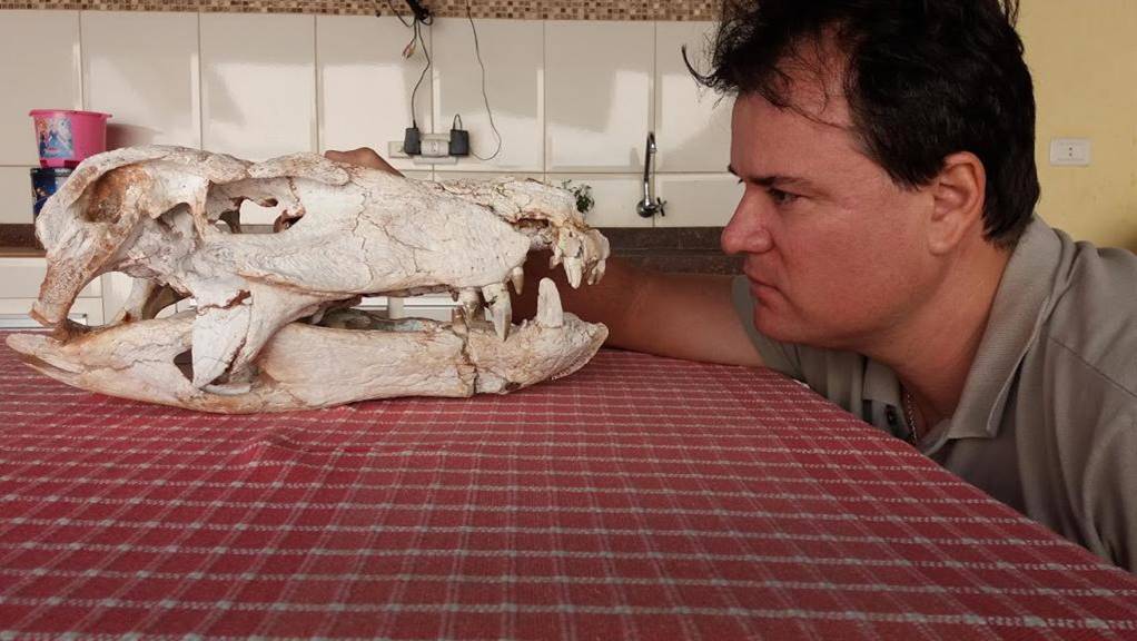 Touro reprodutor de elite recebe nome de fóssil encontrado em Fernandópolis