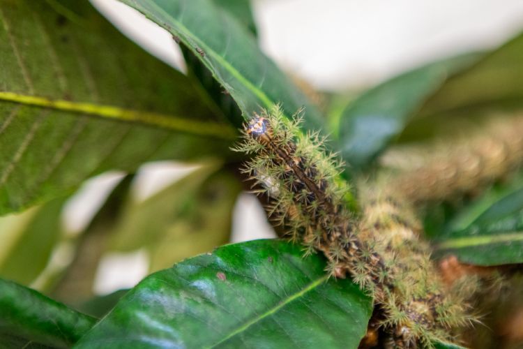 O que fazer ao encontrar uma taturana ou lagarta? Instituto Butantan orienta