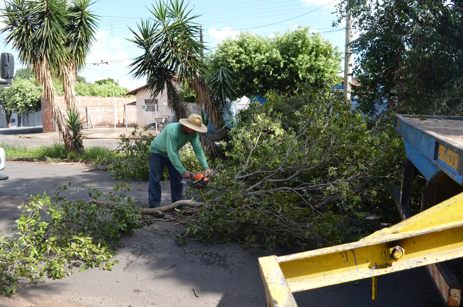 Município tem 3700 árvores em áreas públicas 