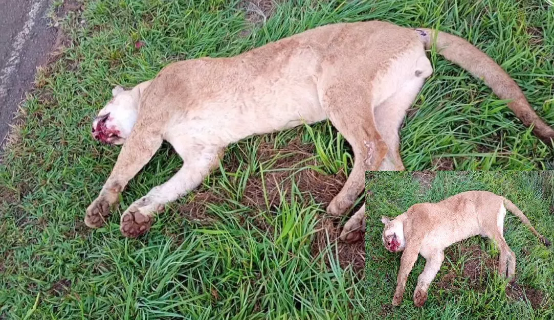 Onça-parda é encontrada morta em rodovia na região de Jales