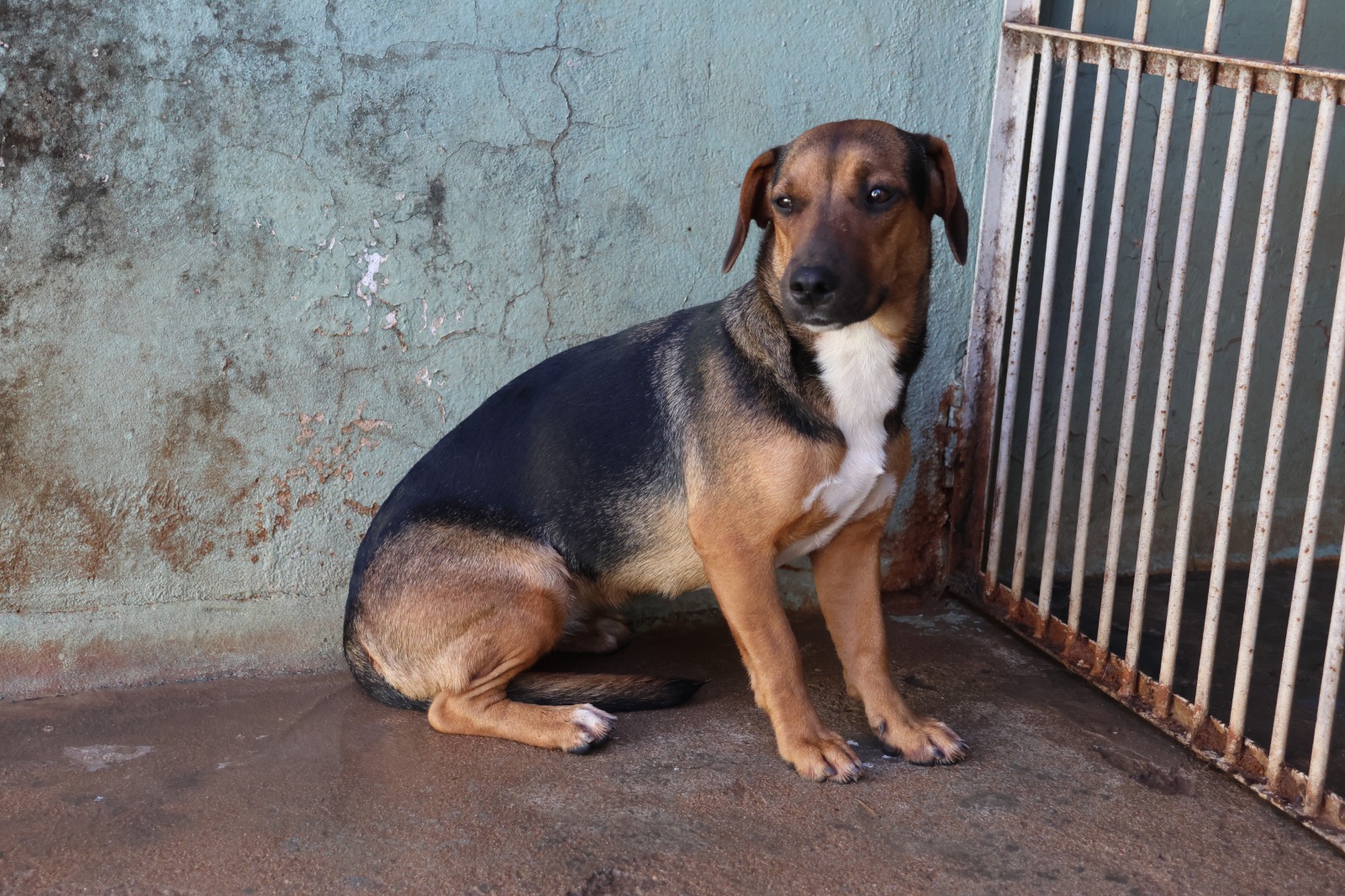 Campanha “Castra+São Paulo” acontece em Fernandópolis no dia 20