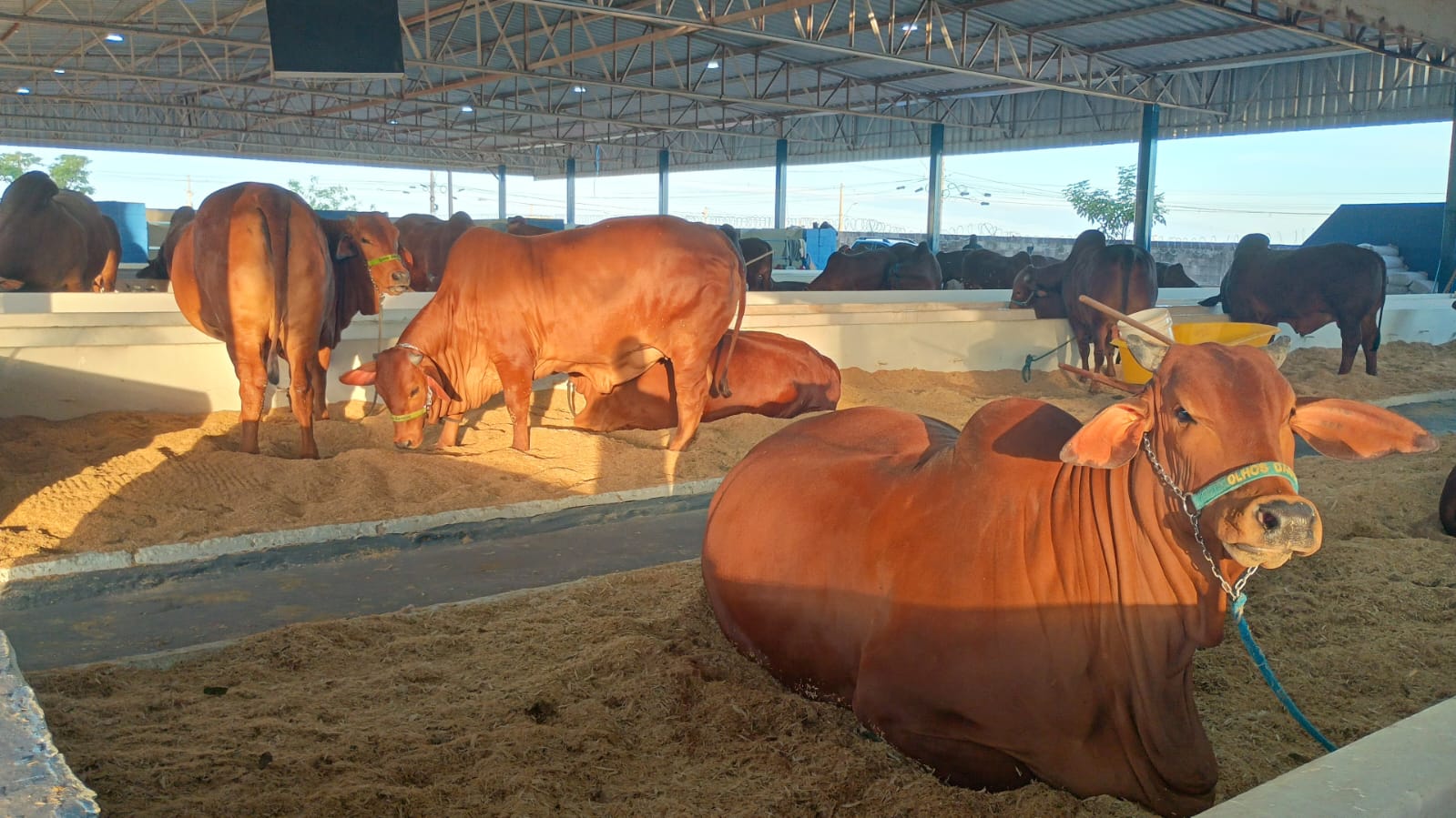 GIGANTES DO AGRO: genética e beleza animal movimentam a Expo Fernandópolis 2026