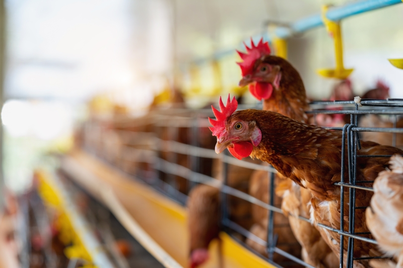 Prefeitura de Votuporanga reforça medidas de prevenção contra raiva animal e gripe aviária