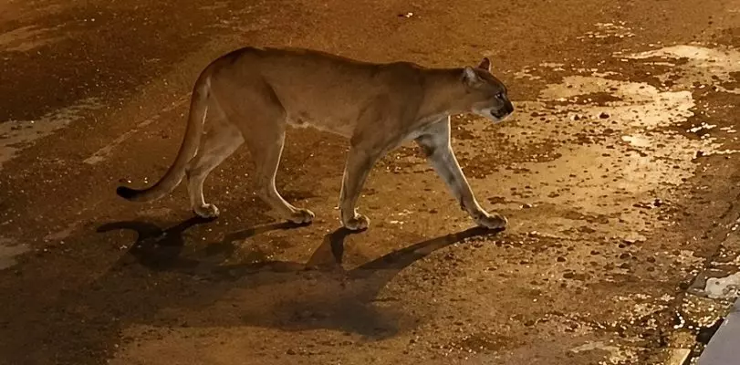 Onça-parda ataca cachorro e assusta moradores em área urbana de Mirassol