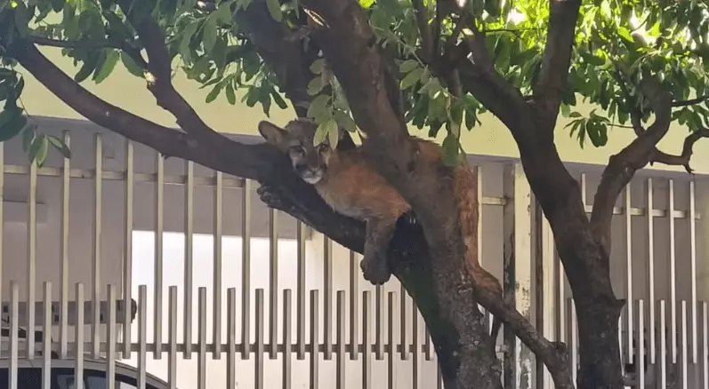 Onça-parda é resgatada após ser flagrada descansando em árvore de bairro residencial em Birigui
